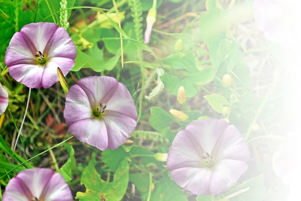 Goedemorgen glorie bloemen — Stockfoto
