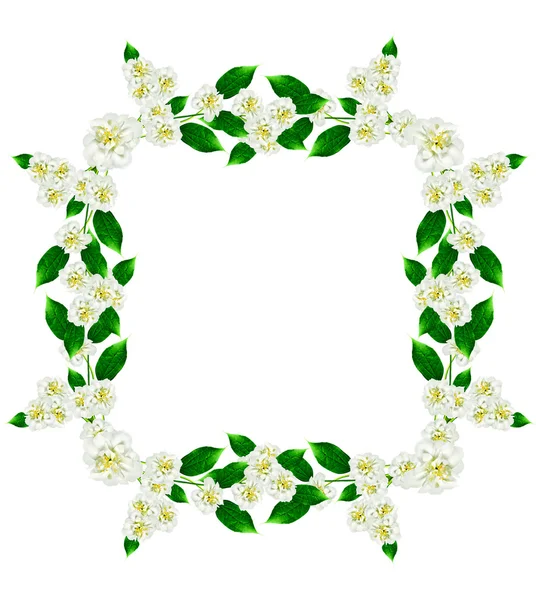 Frame of jasmine flowers — Stock Photo, Image