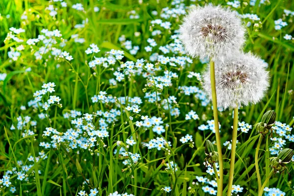 Wildflowers dandelions — Stock Photo, Image