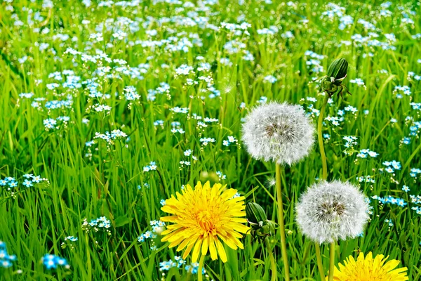 Wildflowers dandelions — Stock Photo, Image