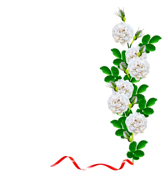 Dog rose (Rosa canina) flowers on a white background — Stock Photo, Image