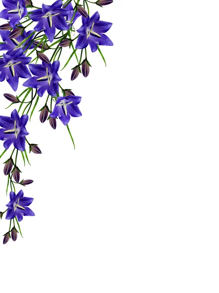 Niebieskie kwiaty dzwonek na białym tle — Zdjęcie stockowe