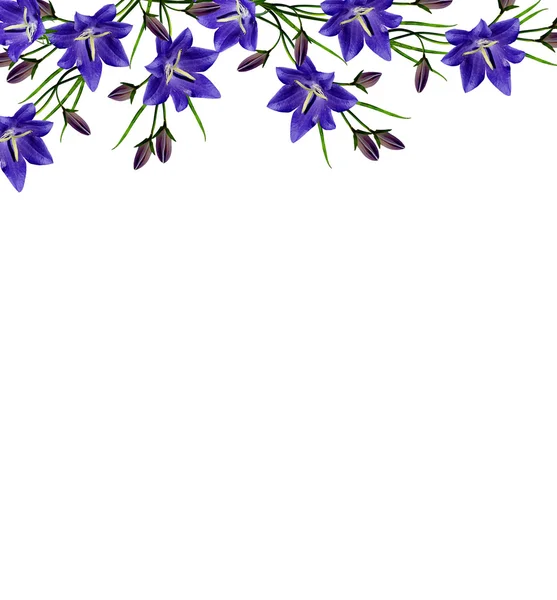 Modré květy zvonek izolovaných na bílém pozadí — Stock fotografie