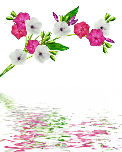 Beyaz bir arka plan üzerinde izole dal çiçek phlox — Stok fotoğraf