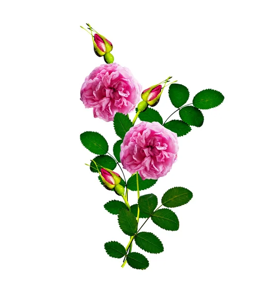 Beyaz bir arka plan üzerinde köpek rose (rosa canina) çiçekler — Stok fotoğraf