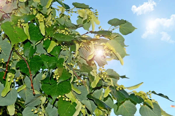 Summer landscape. Background of linden flowers and blue sky with — Stock Photo, Image