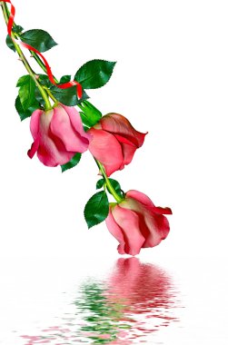 Beyaz arkaplanda izole kırmızı güller