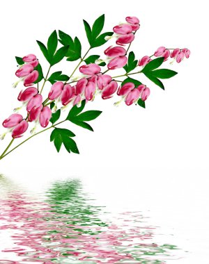 kalbi kanayan Pembe çiçek