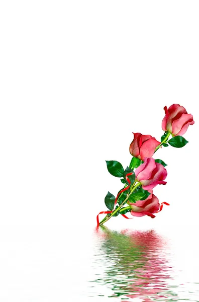 Красные розы, выделенные на белом фоне — стоковое фото