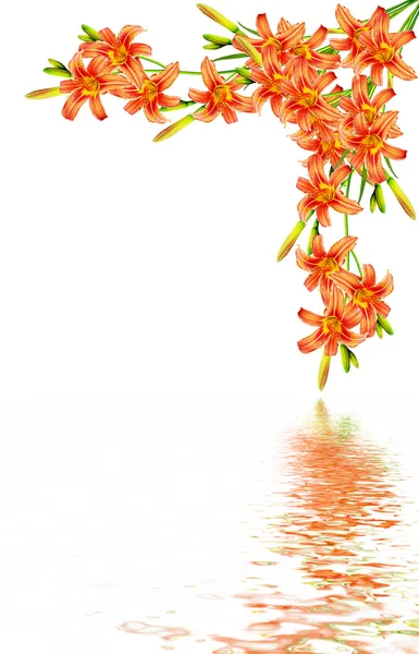 Blombukett Lilja isolerad på vit bakgrund — Stockfoto