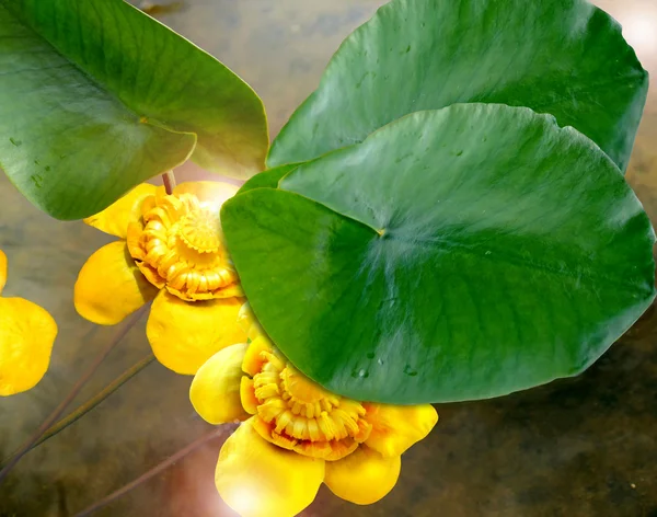 Flores de nenúfares en el río — Foto de Stock