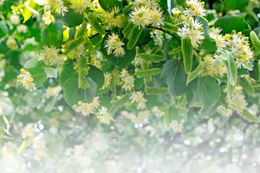 Summer landscape. Background of linden flowers