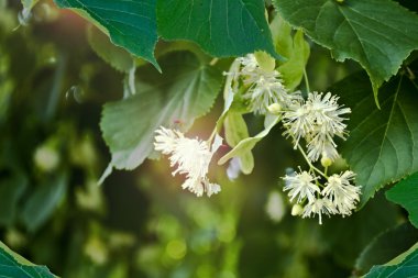 Summer landscape. Background of linden flowers