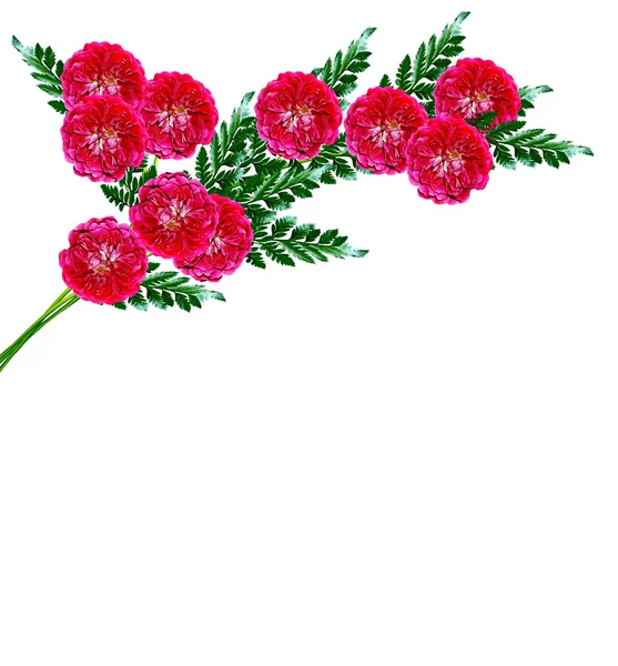 Dog rose (Rosa canina) flowers on a white background — Stock Photo, Image