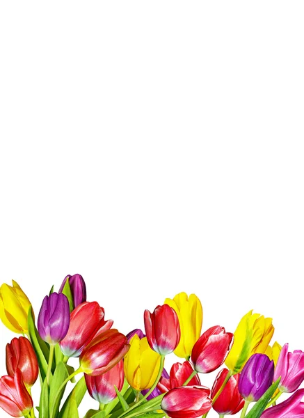 Flores de primavera tulipanes aislados sobre fondo blanco —  Fotos de Stock