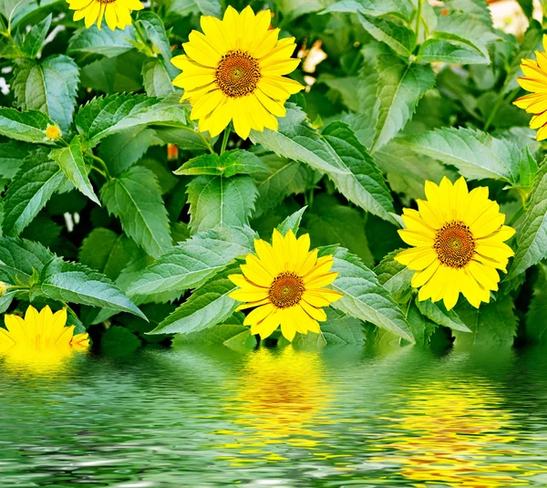 Paisagem verão. Flores rudbeckia — Fotografia de Stock
