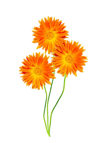 Fiori di calendula isolati su sfondo bianco — Foto Stock