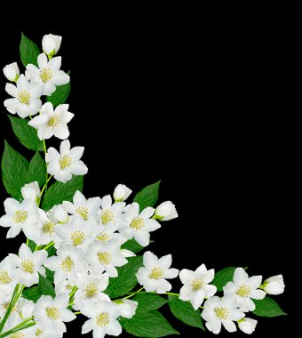 Yasemin çiçekleri siyah bir arka plan üzerinde izole