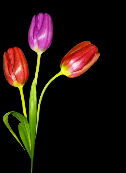 Fleurs tulipes isolées sur fond noir — Photo