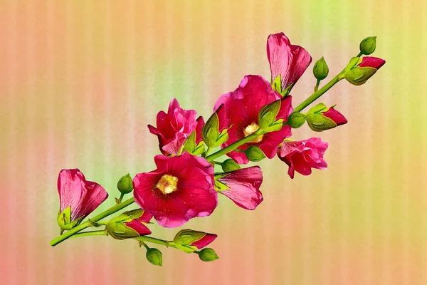 Malva blommor — Stockfoto