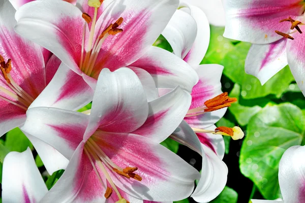 Garden, lily flowers — Stock Photo, Image