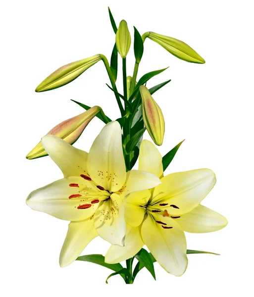 Beyaz arkaplanda izole edilmiş zambak çiçekleri — Stok fotoğraf