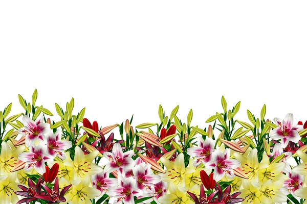 정원, 백합 꽃 — 스톡 사진