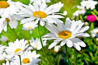 Wildflowers daisies clipart