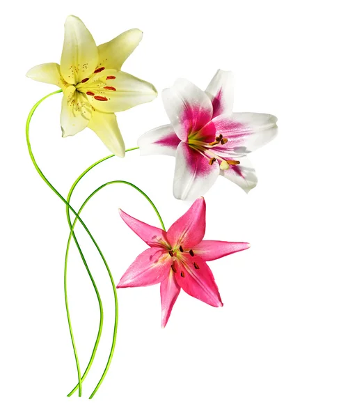 Lily flowers isolated on white background — Stock Photo, Image