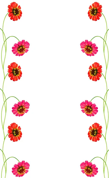 Zinnia flowers isolated on white background — Stock Photo, Image