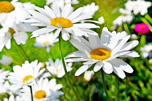 Wildflowers daisies — Stock Photo, Image