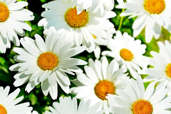 Fiori di campo margherite Fotografia Stock