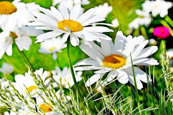 Wilde bloemen madeliefjes — Stockfoto