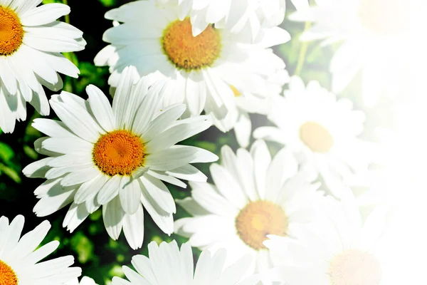Margaridas flores silvestres — Fotografia de Stock