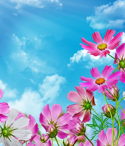 Cosmos flowers on a background of blue sky with clouds — Stock Photo, Image