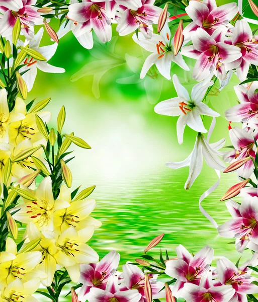 Lily flowers — Stock Photo, Image