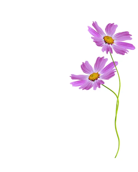 Cosmos flowers isolated on white background — Stock Photo, Image