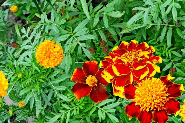 Marigold flowers — Stock Photo, Image