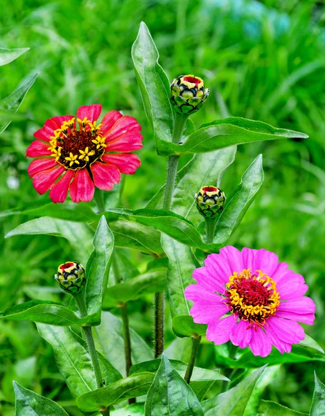 Flores de Zinnia —  Fotos de Stock