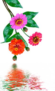 Beyaz arka plan üzerinde izole zinnia çiçekler