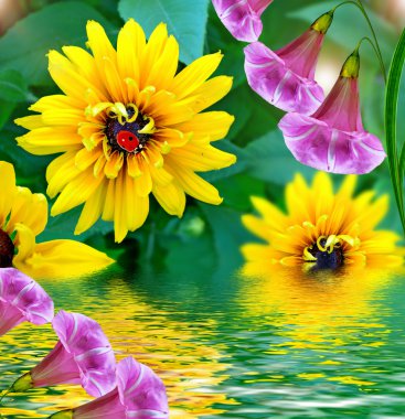 Yaz manzara. Çiçek rudbeckia