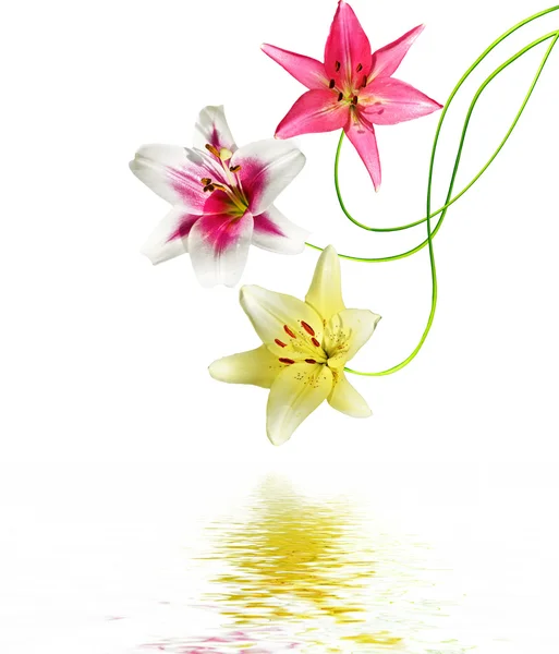 Lily flowers isolated on white background — Stock Photo, Image