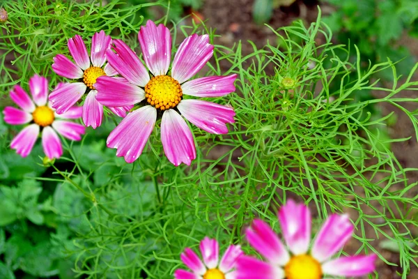 Cosmos flores —  Fotos de Stock