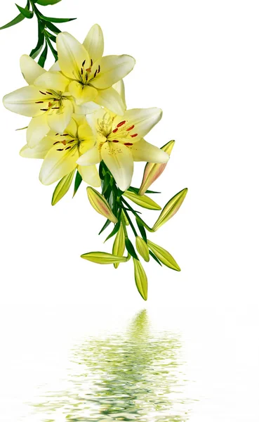 Lily flowers isolated on white background — Stock Photo, Image