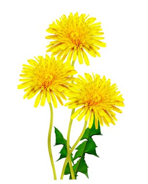 Karahindiba çiçekleri beyaz arkaplanda izole