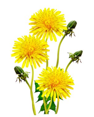 Karahindiba çiçekleri beyaz arkaplanda izole