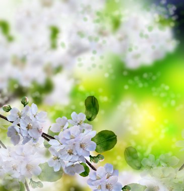 Çiçek açan elma ağacı