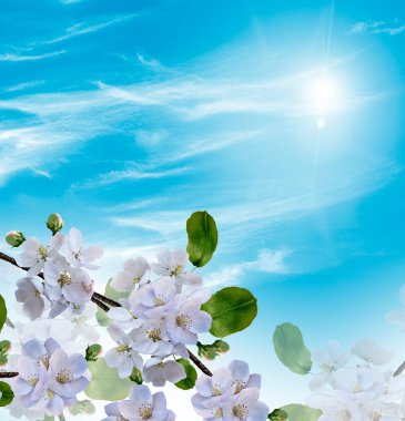 Çiçek açan elma ağacı