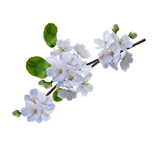 Izole beyaz zemin üzerine beyaz elma çiçek şube — Stok fotoğraf