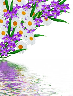 papatya çiçeği ve kardelen